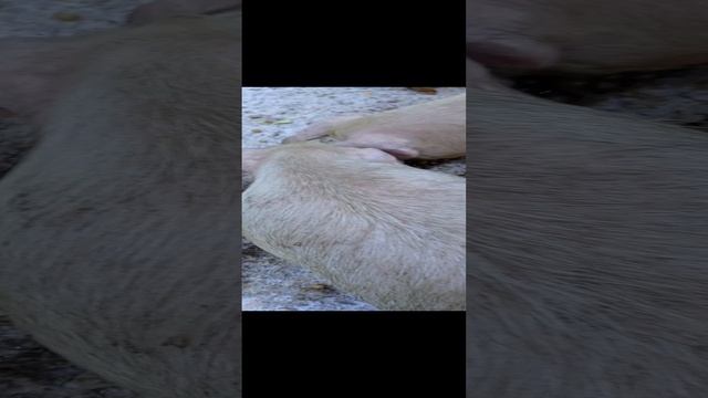 виноградное лакомство для поросят