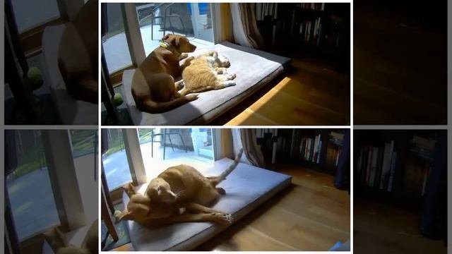 Отличие кота,от собаки
