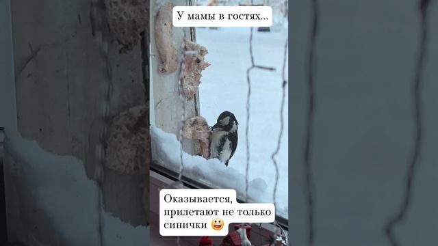 Вот так гость прилетел 😃