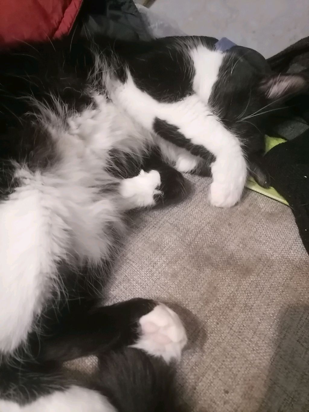 Милый котик
