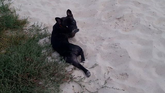 Французский бульдог Ася и разговор по душам. French bulldog