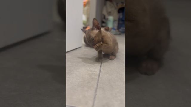 Элитные котята Европейской Бурмы ❤️