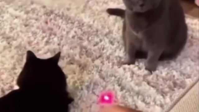 Кот, которому удалось выйти из матрицы