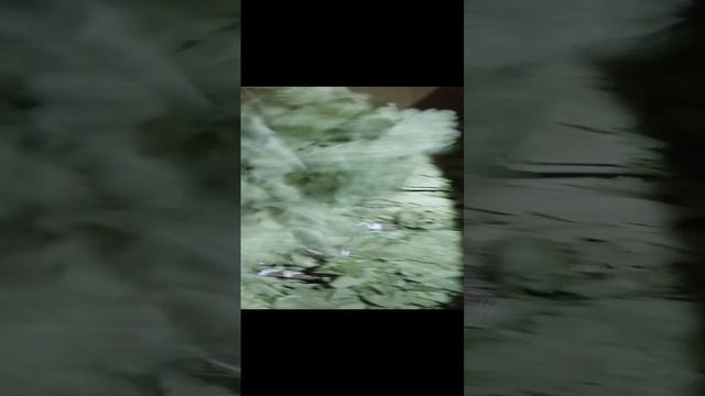 VID_20250104_094127.mp4