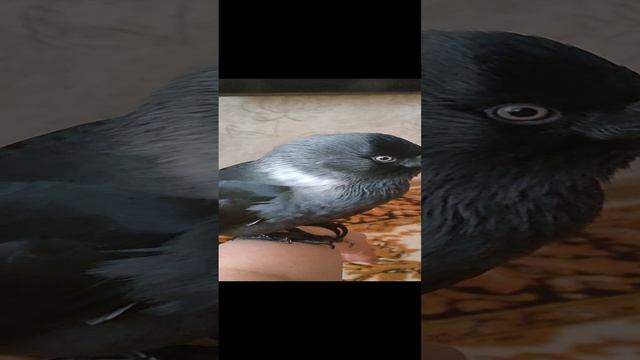 домашняя галка