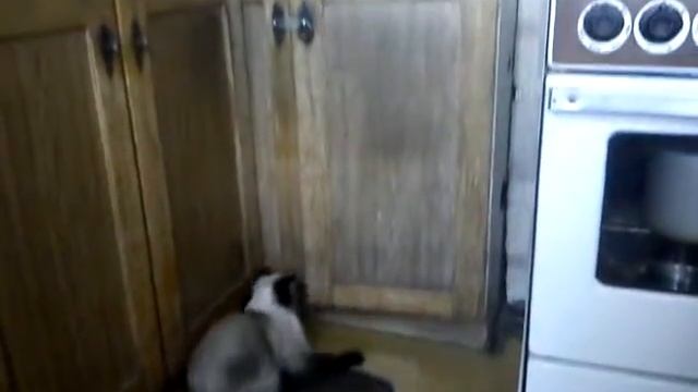 Упрямая кошка