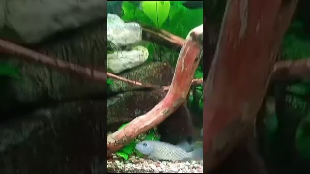 Калининград за 7 дней. Зоопарк Рамиль и Эльвира