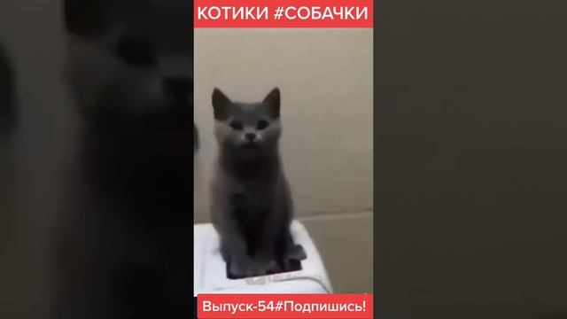 Котики собачки