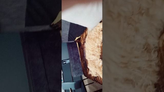 как проходят выходные у кота Сёмы