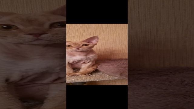 Котик Себастьян.mp4