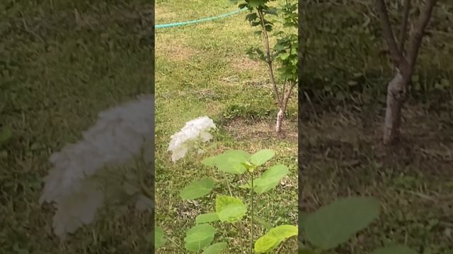 Давайте вспомним лето! Ведь оно чудесно всегда!