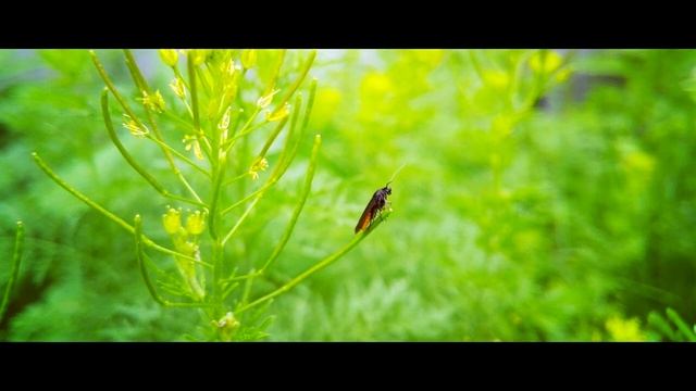 Edwin Ruys - WaterPool (Official Audio)