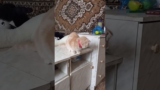 Кот и пылесос.mp4
