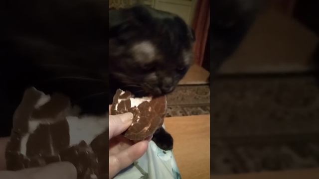 Масик очень любит зефир в шоколаде