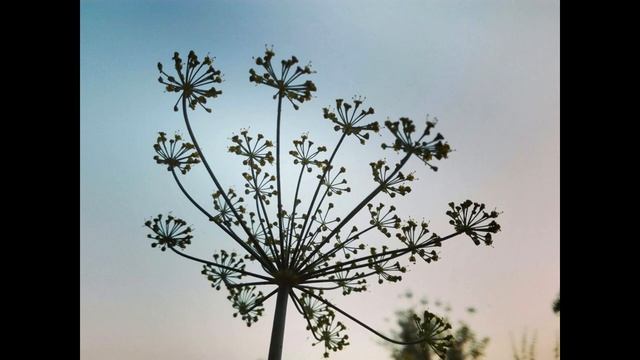 Edwin Ruys - Burner (Official Audio)