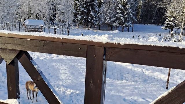 День в сафари-парке.mp4