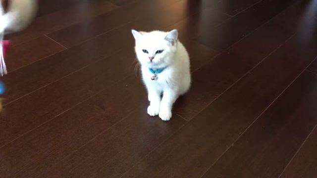 Potato The Silver Cat - Stealth Practice