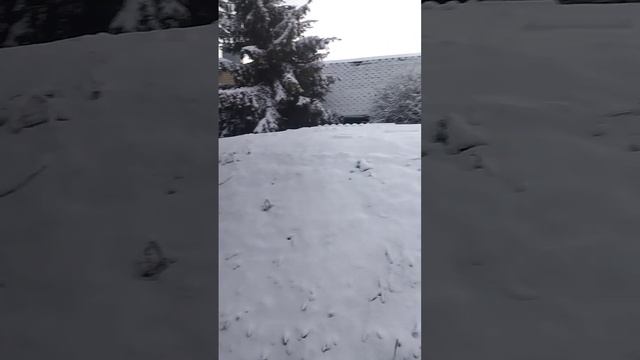 снежок радует душу.