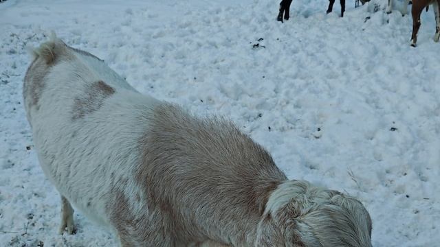 Покрытие молодой козочки