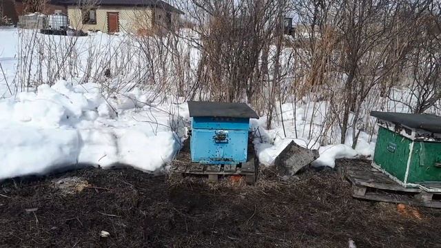 выставка пчёл 2022