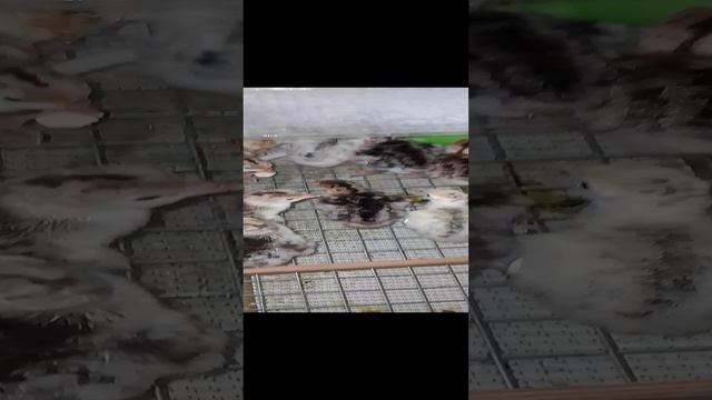 мои первые индюшата от своих индюков.mp4