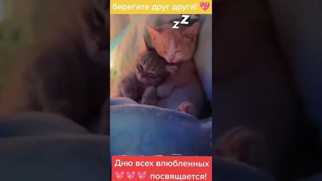 Смешные котики