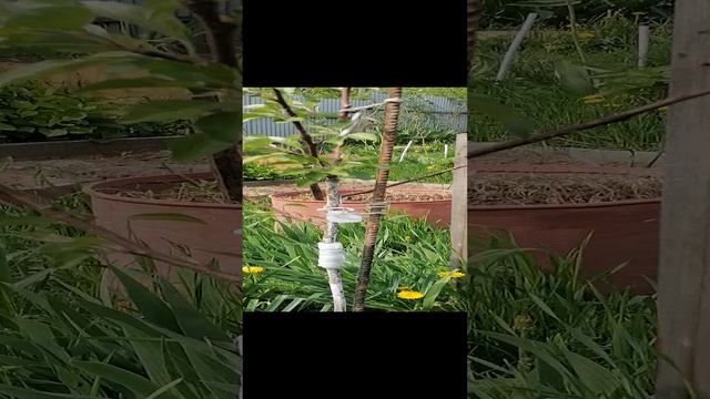 VID_20240525_114531.mp4