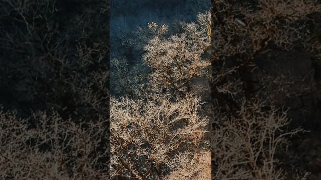 На волоске