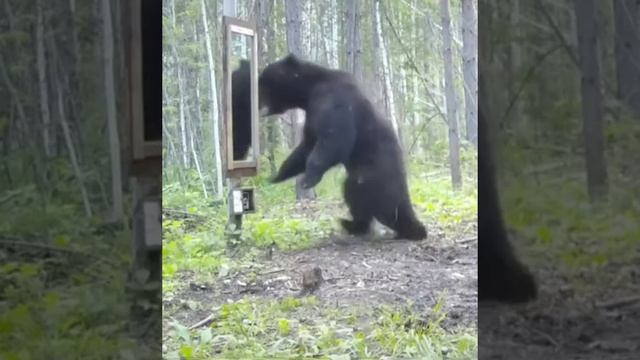 Мишка увидел себя в зеркале😅