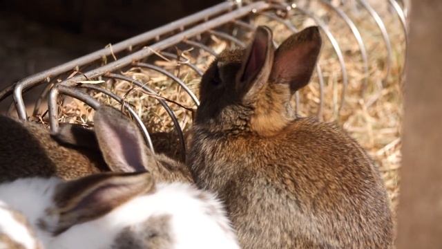 Хандра. Виктор Коровин на стихи Михаила Ермакова.