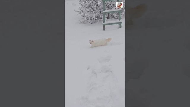 Настюня за Баксом опять пошла на край света 🌞🐕❤️🐈🌏 Автор песни 🤩👇 https://youtube.com/@nezvano