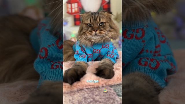 А вы смогли съесть целый торт?🎂😹 #котики #юмор #животные