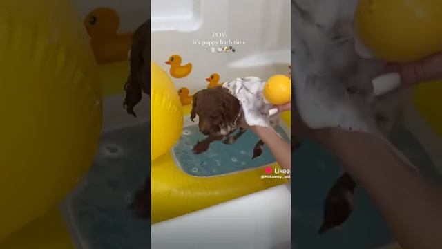 мою мою собачку