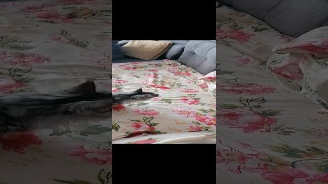 VID_20240610_184822.mp4