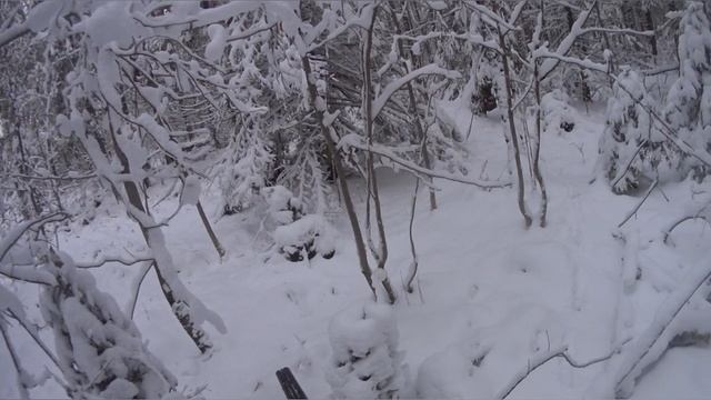 двухдневная охота с р. п. гончими