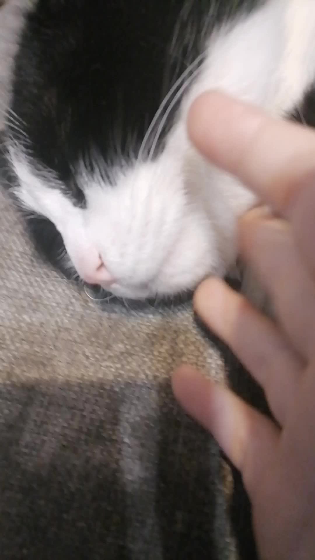 Милый котик