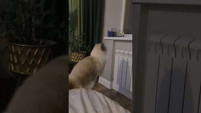 кот акробат