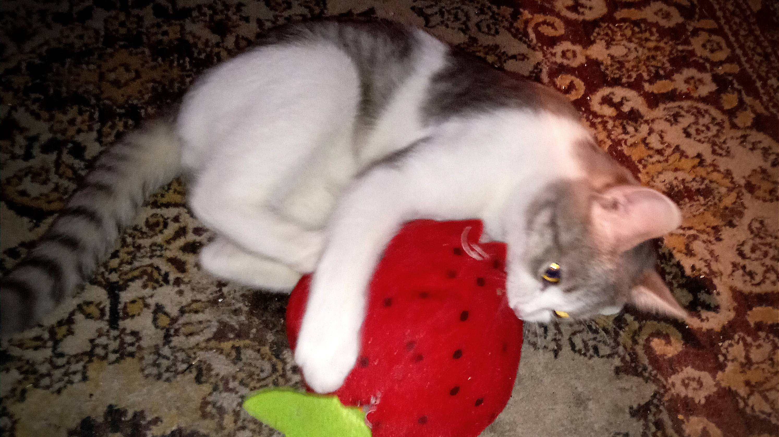 Поиграем - потанцуем #кот #cat