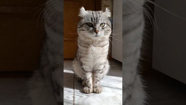 Крутой кот Крендель😎