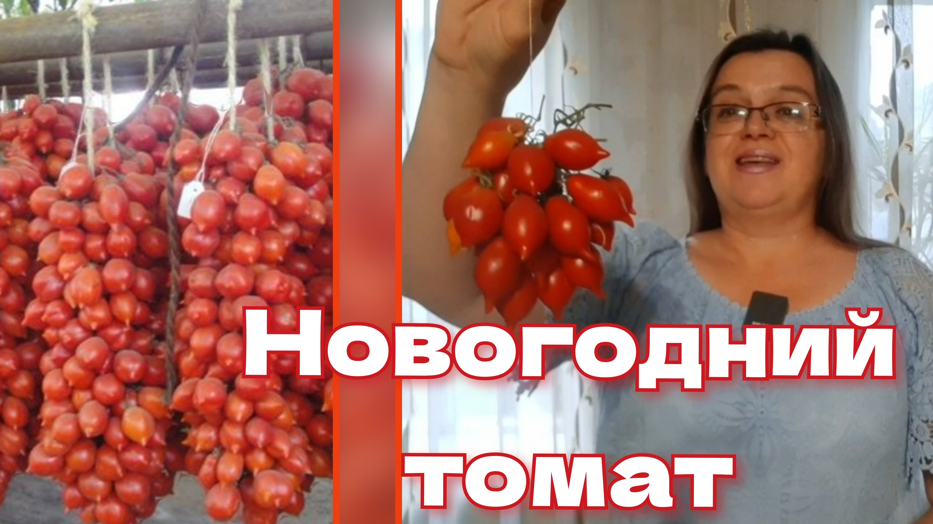 Томаты... На Новый год. Уникальный сорт долгохранящихся томатов