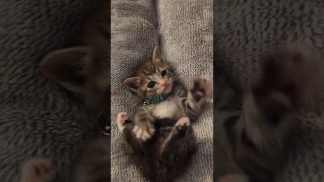 котик