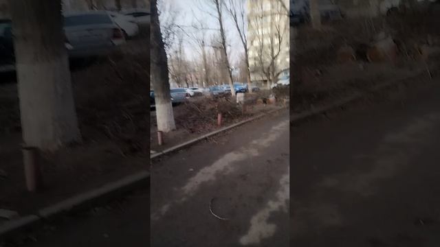 У нас волгодонске не убирают распилиные деревья