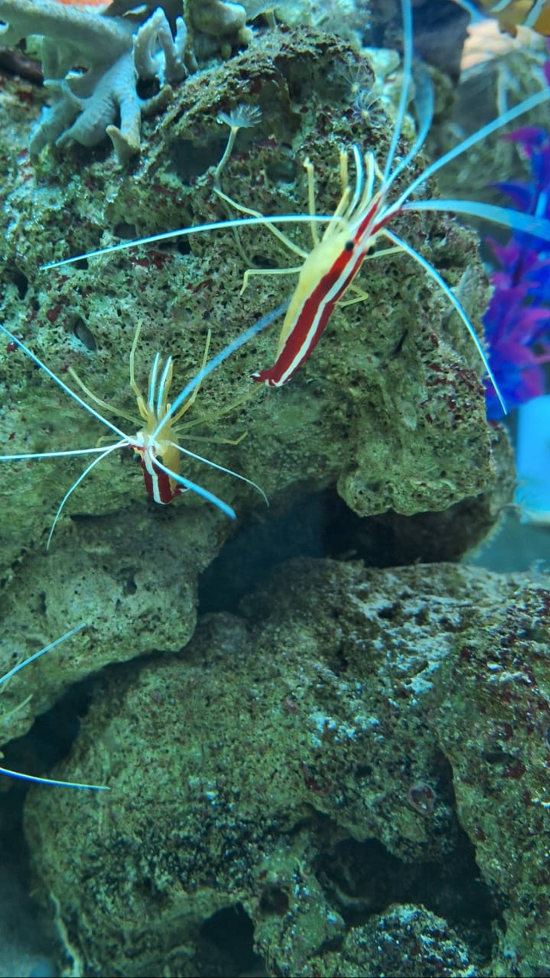 Океанариум.Витязево