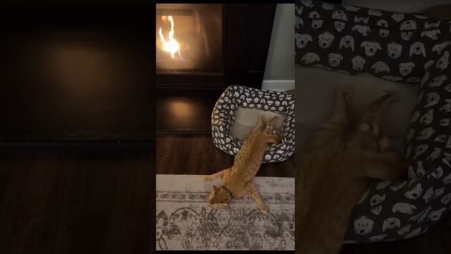 Прикольные котики.