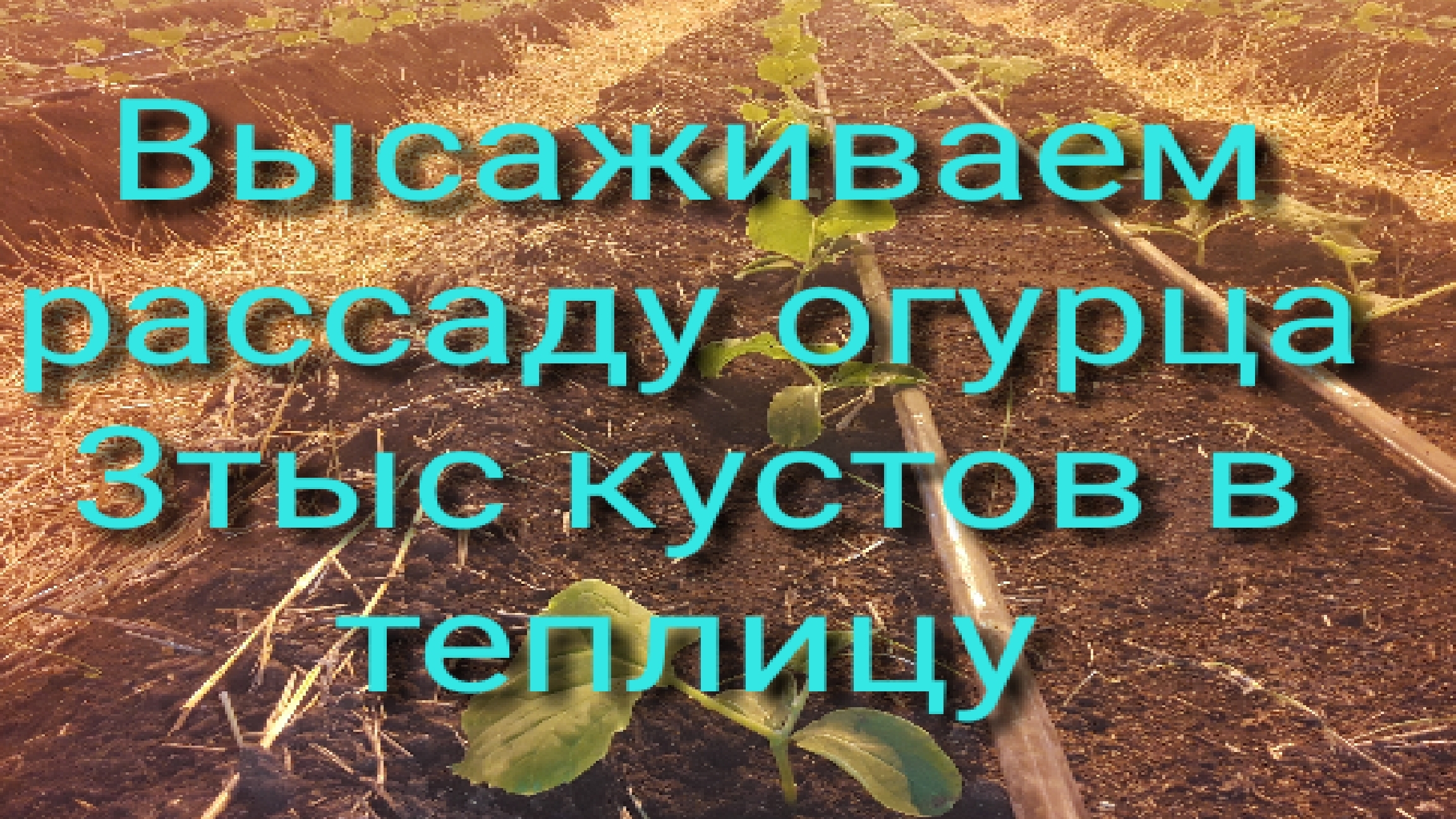 Высаживаем рассаду в теплице #землядел