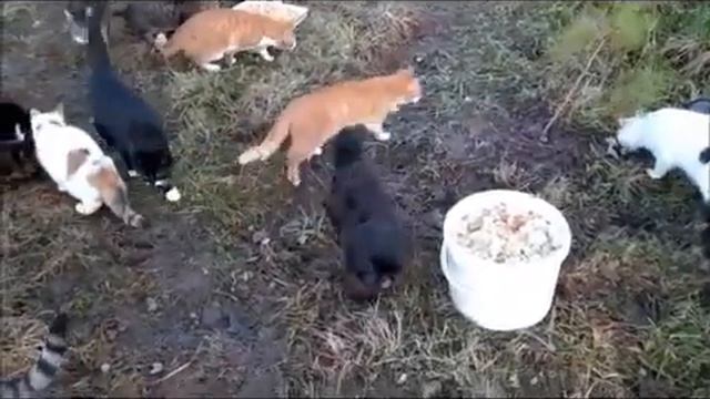 Субботний ужин. Cat's supper on Saturday..mp4