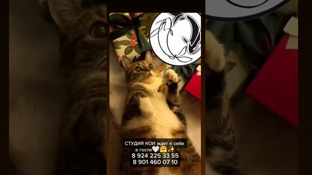 Студия Кои