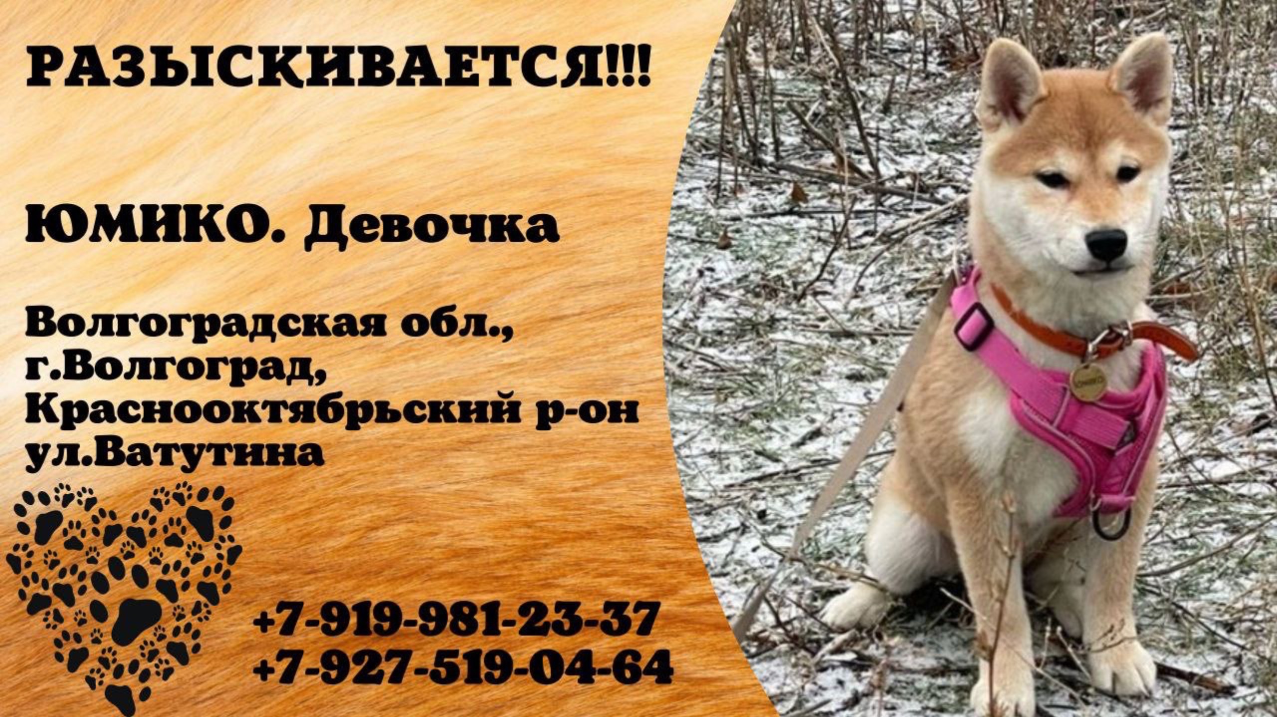 Пропала собака! ЮНИКО. Девочка. Волгоградская обл., г.Волгоград.
