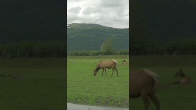 Аляска...