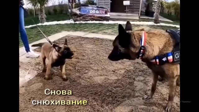Собаки подчиняются только лидерам
+79296105898 Коррекция поведения собак